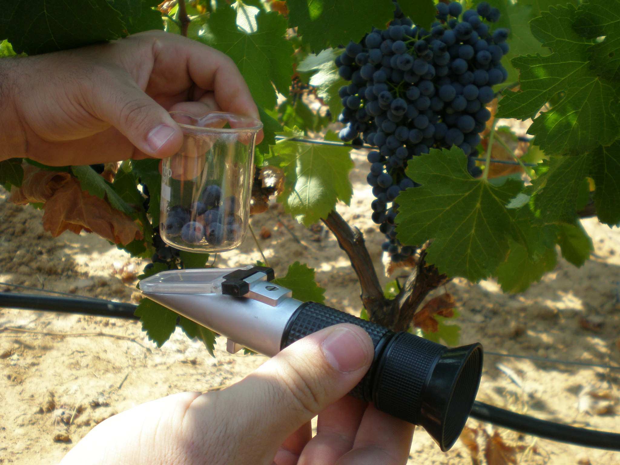 Refractómetro de campo – Aprende a catar vino